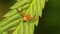 Hatchling crab spider