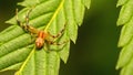 Hatchling crab spider