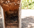 Hatchling eastern bluebirds Sialia sialis in a birdhouse nest Royalty Free Stock Photo
