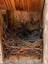 Hatchling eastern bluebirds Sialia sialis in a birdhouse nest Royalty Free Stock Photo