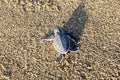 Hatchling of Green sea turtle also called Chelonia mydas