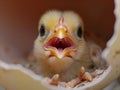 Hatchling's first cry, a close-up of life beginning in the hatchery