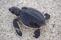 Hatchling Sea Turtle Royalty Free Stock Photo