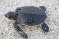 Hatchling Sea Turtle Royalty Free Stock Photo