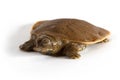 Hatchling Spiny Softshell Turtle - Front Left Royalty Free Stock Photo