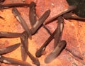 Hatchling Wood Frog Tadpoles on old leaves Royalty Free Stock Photo