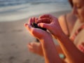 Baby Turtle Release Puerto Vallarta Mexico Royalty Free Stock Photo