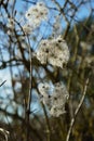 Hatfield Forest, February 2017 Royalty Free Stock Photo