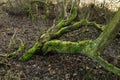 Hatfield Forest, February 2017 Royalty Free Stock Photo