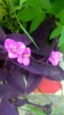 Hati tunggu, flower, purple, garden