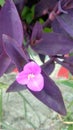 Hati tunggu, flower, purple, garden, beautiful flower
