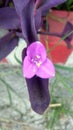 Hati tunggu, flower, purple, garden, beautiful flower, blooming