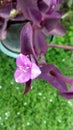 Hati ungu, purple flower, pudica, flower, Tradescantia pallida