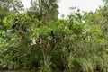 Hats on the tree in Everglades Alligator Farm, Florida. Royalty Free Stock Photo