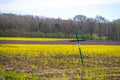 Hatten, germany 04/16/2020: A cross on the rapeseed field signals the annoyance of the farmers against laws
