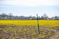 Hatten, germany 04/16/2020: A cross on the rapeseed field signals the annoyance of the farmers against laws