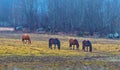 Hatuna, Sweden - April 1, 2017: Horses near Haggeby, Sweden