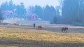 Hatuna, Sweden - April 1, 2017: Horses near Haggeby, Sweden