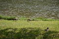 Hatzenport, Germany - 04 28 2022: Egyptian geese at the shore