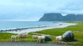 Haukland beach summer view (Norway, Lofoten).