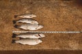 A haul of five trout after a fishing trip in the Eastern Highlands of Zimbabwe