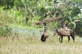 Hauling Branches, Leading Horse