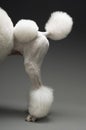 Haunches Of Standard White Poodle Royalty Free Stock Photo