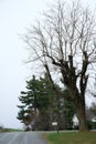 Haunted dry tree nearby highway with blue sky background - nature scene