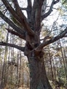 Haunted enchanted tree in the glen