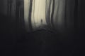 Haunted forest with dark man silhouette on Halloween Royalty Free Stock Photo