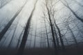 Haunted forest with fog trough trees Royalty Free Stock Photo