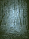 Haunted Forest ghosts scary weird