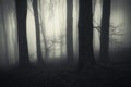 Haunted forest with mysterious fog and spooky trees Royalty Free Stock Photo