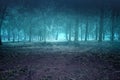 Haunted forest with smoke and fog with night scene background