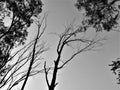 Haunted landscape having trees with bare branches in grayscale at dusk in Delhi in India