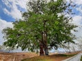 Haunted lonely tree at GVK cultural Park Denpasar Bali