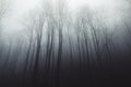 Haunted silent forest with fog through trees