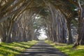 Haunted trees and road