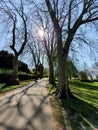 haunted trees in sun shine light park path jogging running wild nature beautiful charming