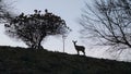 Haunting Nature Silhouette