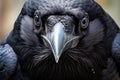 Haunting Raven closeup. Generate Ai