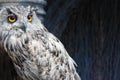 Owl with orange eyes Close-up Royalty Free Stock Photo