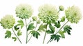 Hauntingly Beautiful Green Chrysanthemum Flowers With Leaves