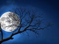 A hauntingly beautiful Halloween tree against a moonlit sky, on a bewitching winter night.