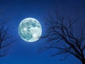 A hauntingly beautiful Halloween tree against a moonlit sky, on a bewitching winter night.