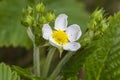 Hautbois Strawberry., Fragaria moschata Royalty Free Stock Photo