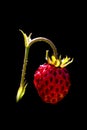 Hautbois Strawberry., Fragaria moschata Royalty Free Stock Photo