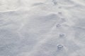 Haute relief of paw prints in blowing snow. Strong winds have eroded the loose snow around the compressed paw prints