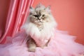 Havana Brown Cat Dressed As A Princess On Blush Color Background