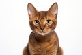 Havana Brown Cat Sitting On A White Background